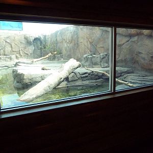 Discover Utah - North American River Otter Exhibit