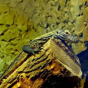 Varanus komodoensis