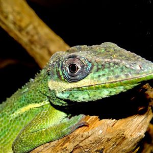 Anolis equestris