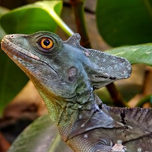 Basiliscus plumifrons