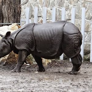 Rhinoceros unicornis