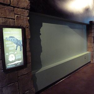 Journey to South America - Future Dwarf Caiman Exhibit