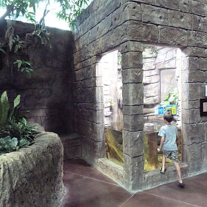 Journey to South America - Four-Eyed Fish Exhibit