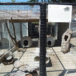Bobcat + Raccoon Cages