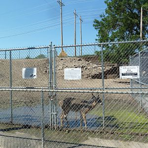 Fallow Deer + Sika Deer Enclosure
