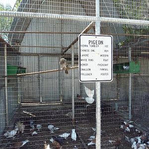 Pigeon Aviary