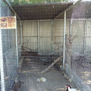 Silver Pheasant Aviary