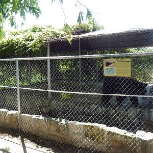 American Black Bear Cage