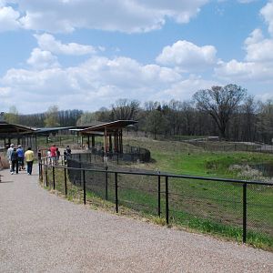 ICF - African Cranes