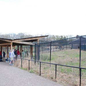 ICF - Crowned Crane Exhibit