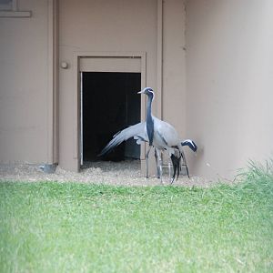 ICF - Demoiselle Crane