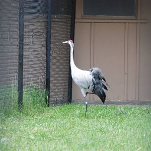 ICF - Eurasian Crane