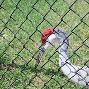 ICF - Sandhill Crane