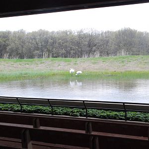 ICF - Whooping Crane