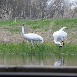 ICF - Whooping Crane