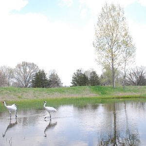 ICF - Whooping Crane