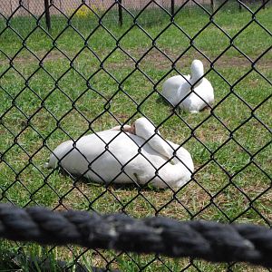 ICF - Siberian Crane