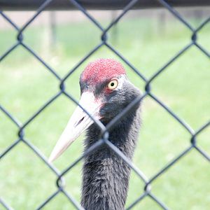 ICF - Black-necked Crane