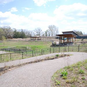 ICF - African Cranes