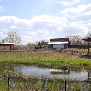 ICF - African Cranes