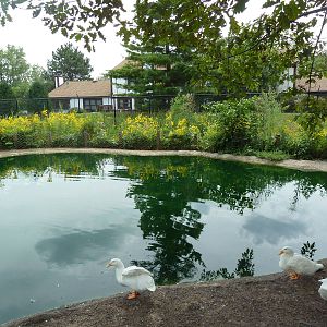 Waterfowl Pond