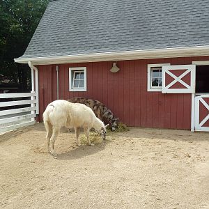 Farmyard - Llama