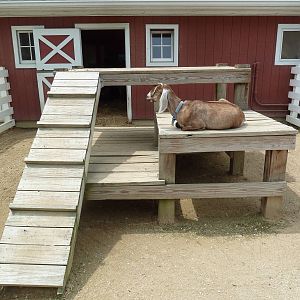 Farmyard - Nubian Goat
