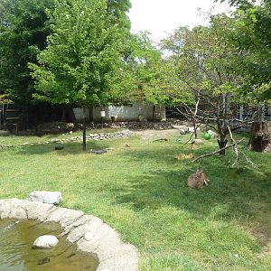 White-Tailed Deer/Sandhill Crane/Turkey Vulture Exhibit