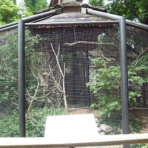 American Kestrel Exhibit