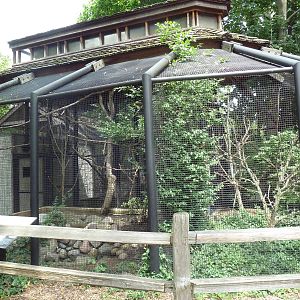 Eastern Screech Owl Exhibit