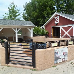 Farmyard - Pig Yard