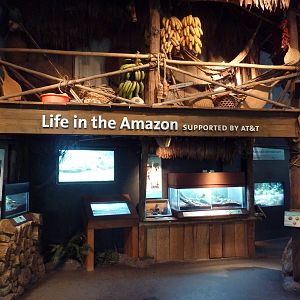 Amazon Rising - Assorted Terrariums