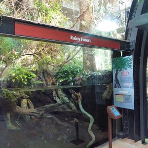 Amazon Rising - Rainy Forest Exhibit