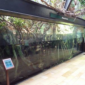 Amazon Rising - Flooded Forest Exhibit (30 Species)