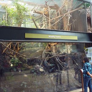 Amazon Rising - Muddy Forest Exhibit (11 Species)