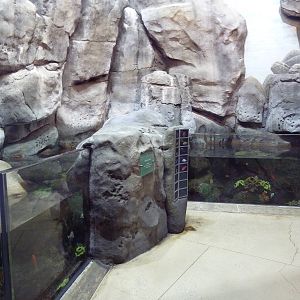 Wild Reef - Shoreline Surf Exhibit