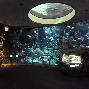 Wild Reef - Schooling Fishes Exhibit (66 Species)