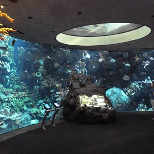 Wild Reef - Schooling Fishes Exhibit (66 Species)