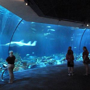 Wild Reef - 400,000 Gallon Shark Tank