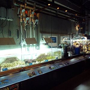 Wild Reef - Coral Conservation Lab