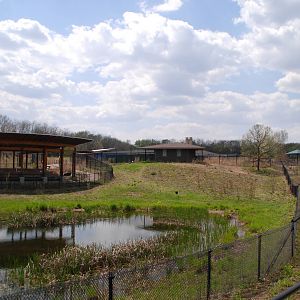 ICF - African Cranes