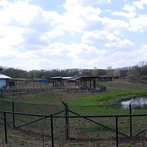 ICF - African Cranes