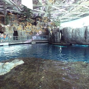 Oceanarium - Beluga Whale Exhibit