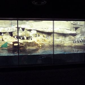 Oceanarium - Rockhopper + Magellanic Penguin Exhibit
