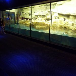 Oceanarium - Rockhopper + Magellanic Penguin Exhibit