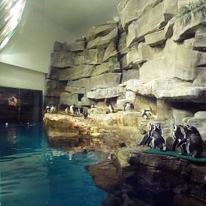 Oceanarium - Rockhopper + Magellanic Penguin Exhibit