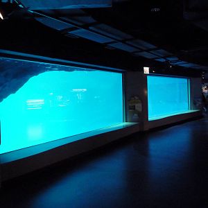 Oceanarium - Pacific White-Sided Dolphin Exhibit