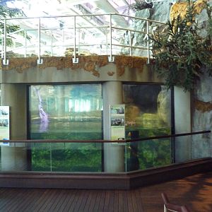 Oceanarium - Sea Otter Exhibit