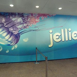 Jellies - Temporary Exhibit