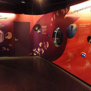 Jellies - Temporary Exhibit